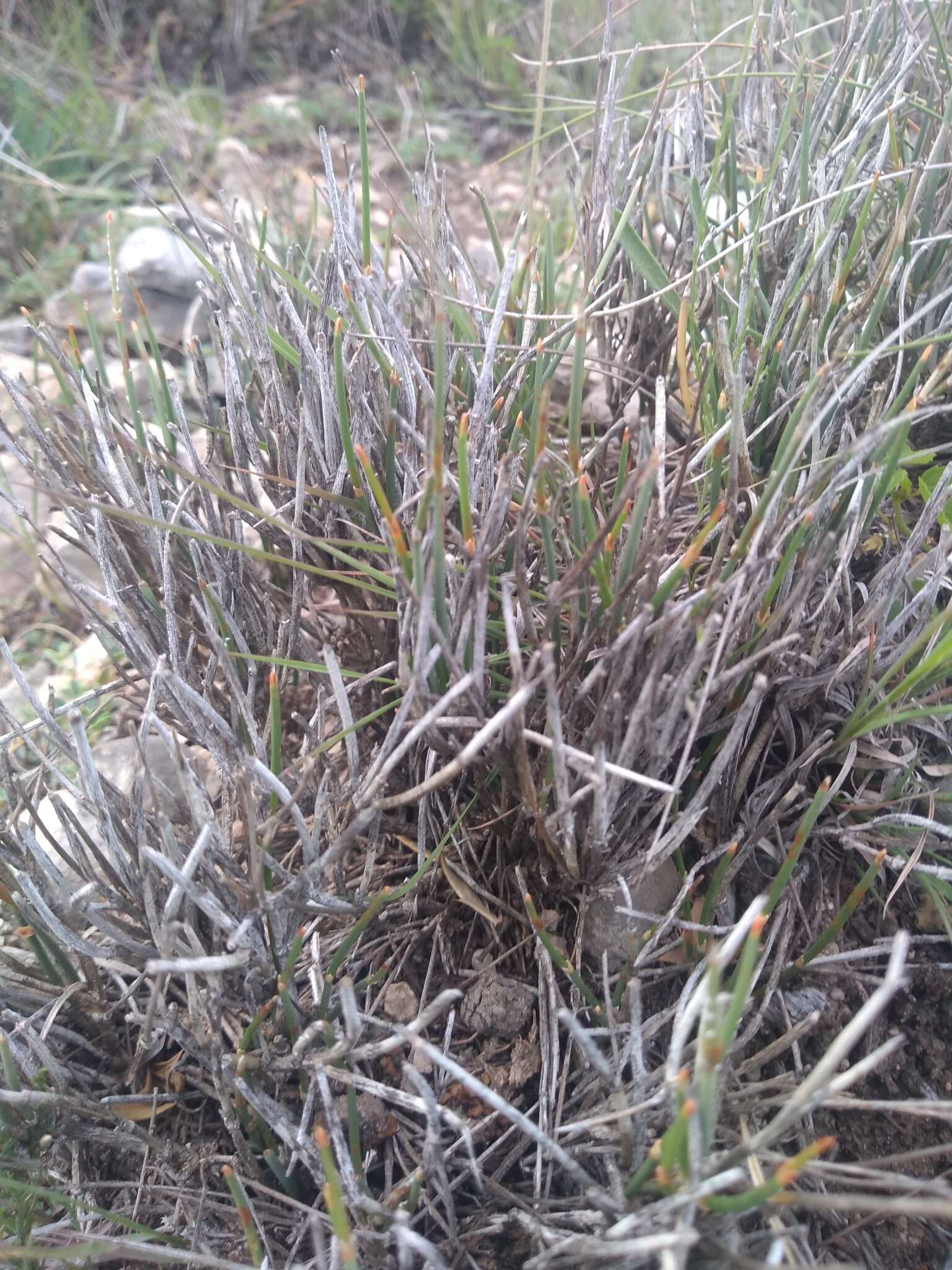 Image of Ephedra compacta Rose