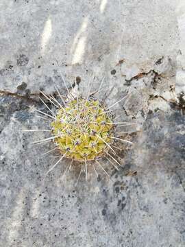 Sivun Thelocactus conothelos subsp. conothelos kuva