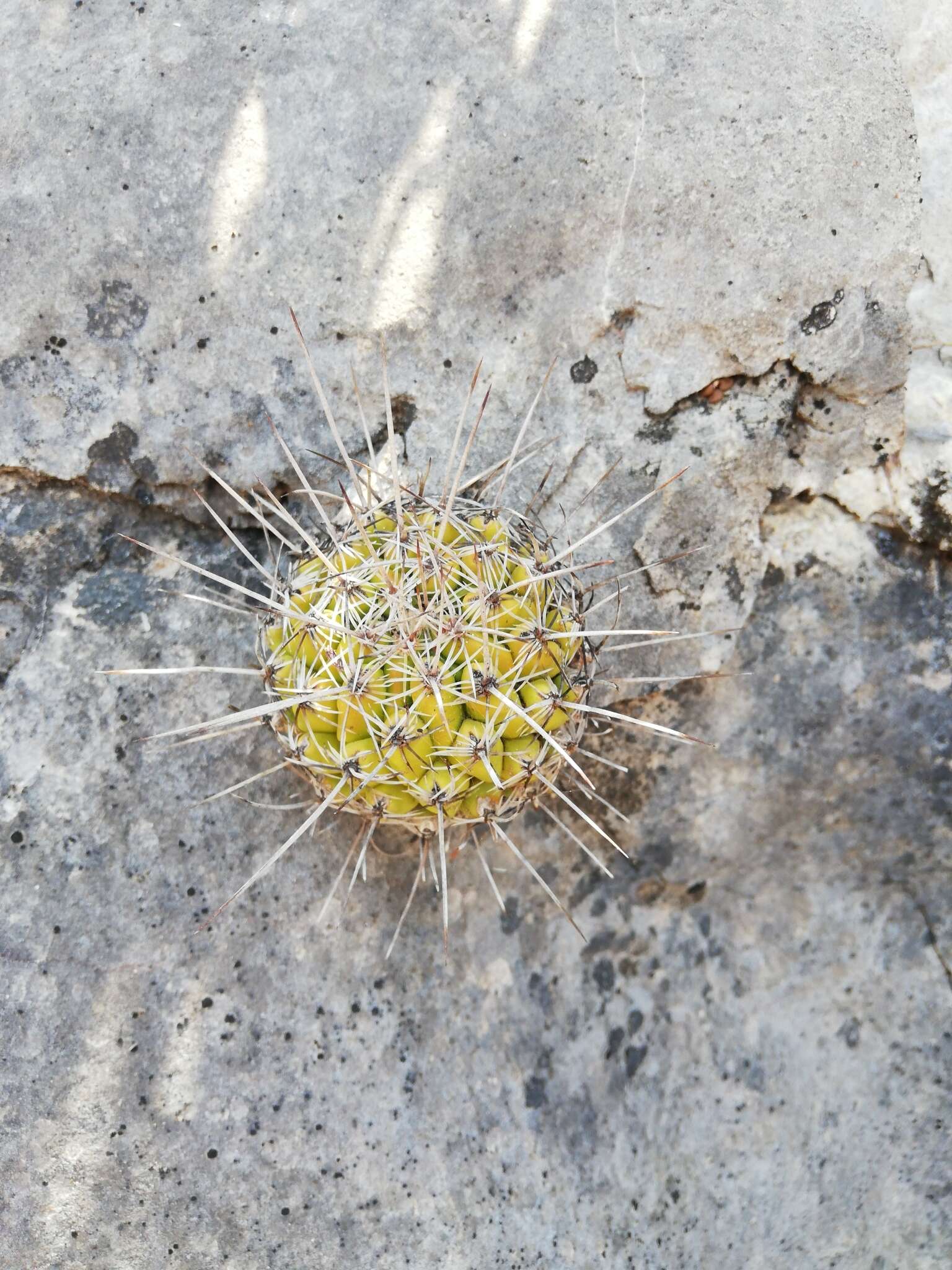 Sivun Thelocactus conothelos subsp. conothelos kuva