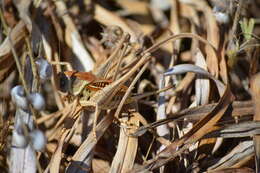 Image de Decticus loudoni Ramme 1933