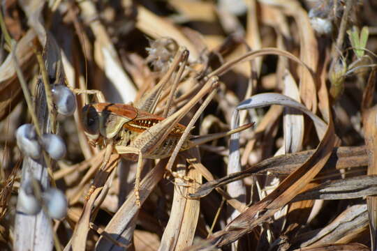 Image of Decticus loudoni Ramme 1933