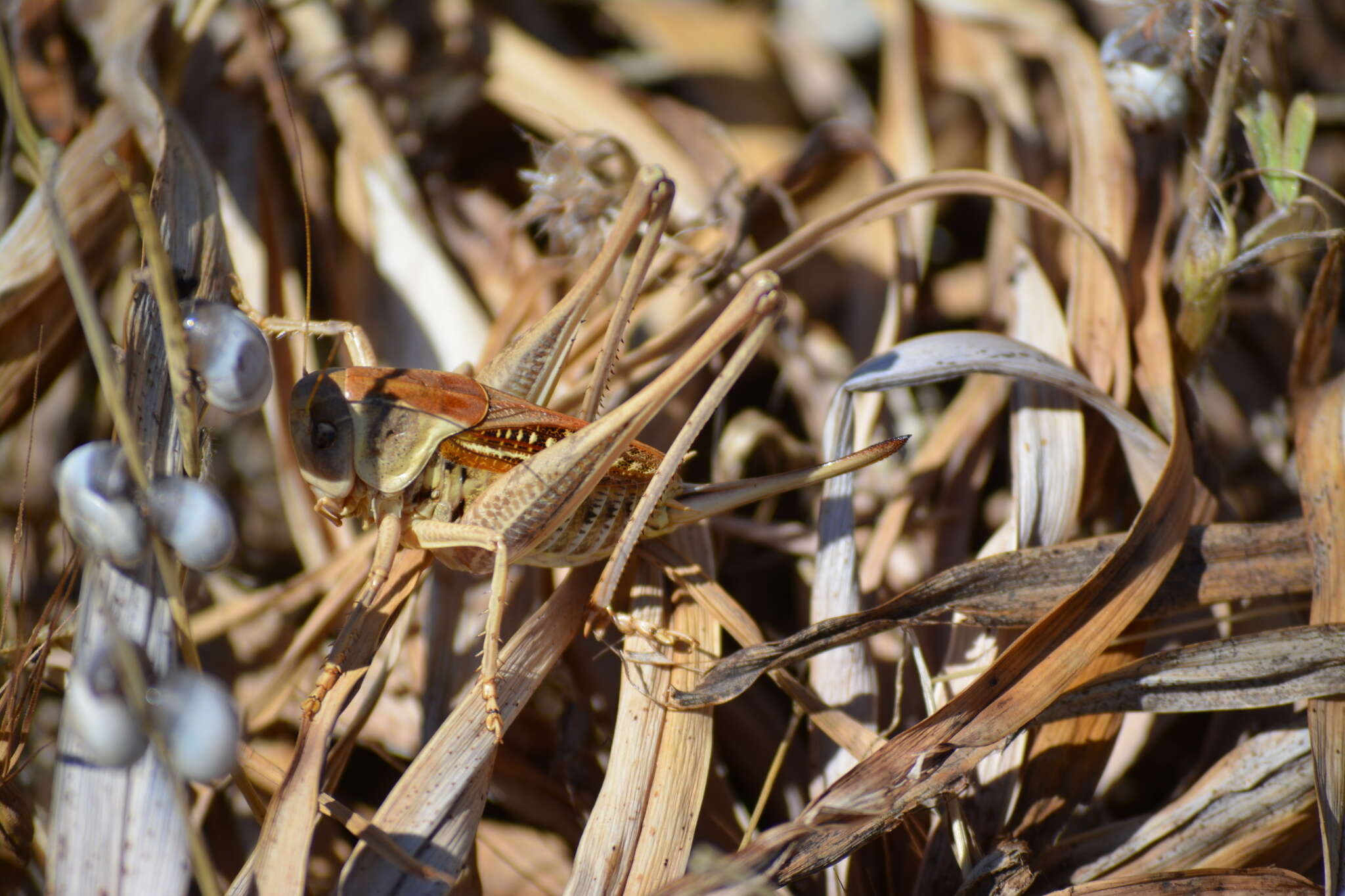 Imagem de Decticus loudoni Ramme 1933