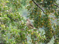 Image of Clay-colored Robin