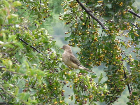 Imagem de Turdus grayi Bonaparte 1838