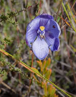 Thelymitra cornicina Rchb. fil.的圖片