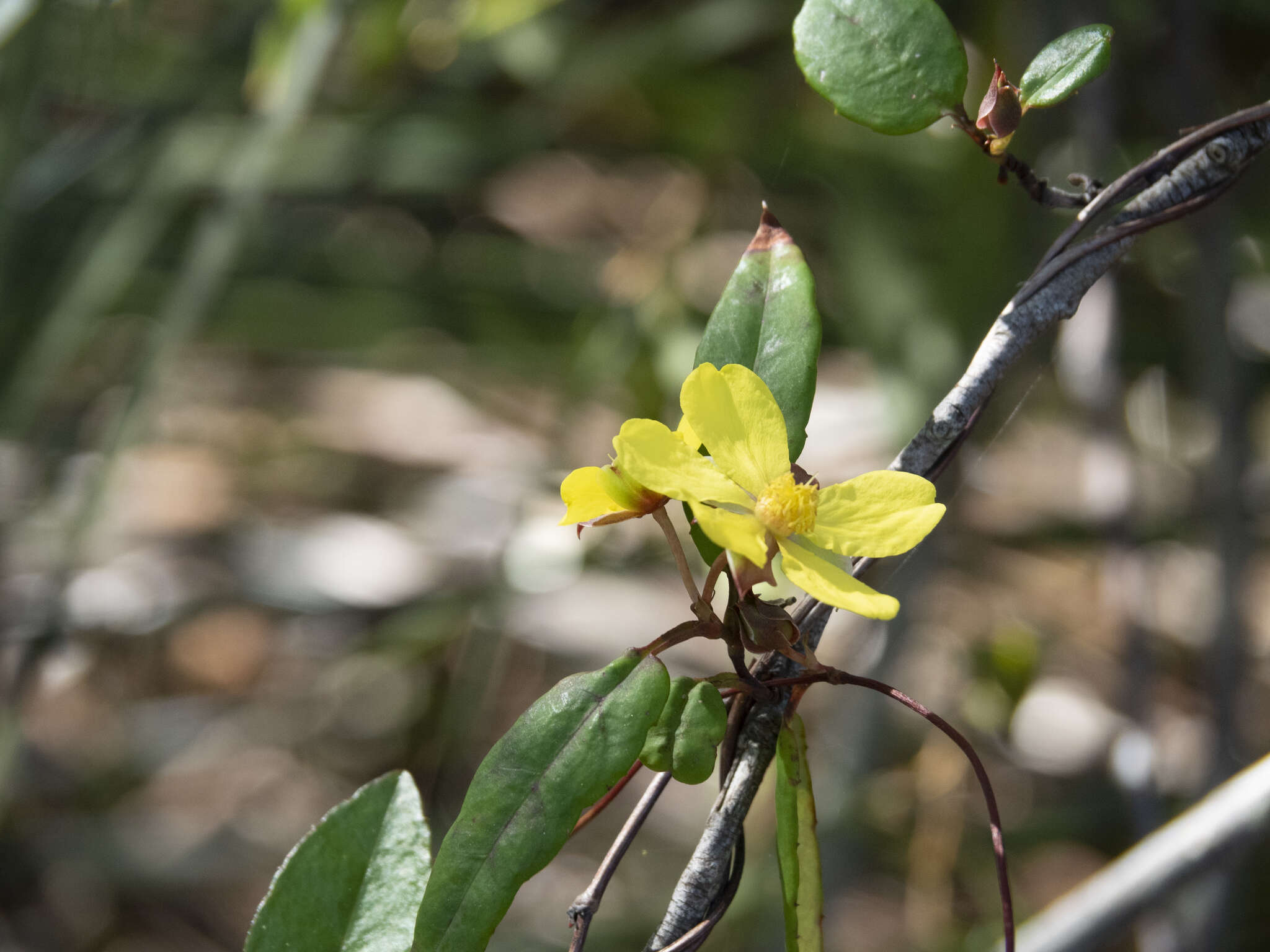 Image of Hibbertia scandens (Willd.) Gilg