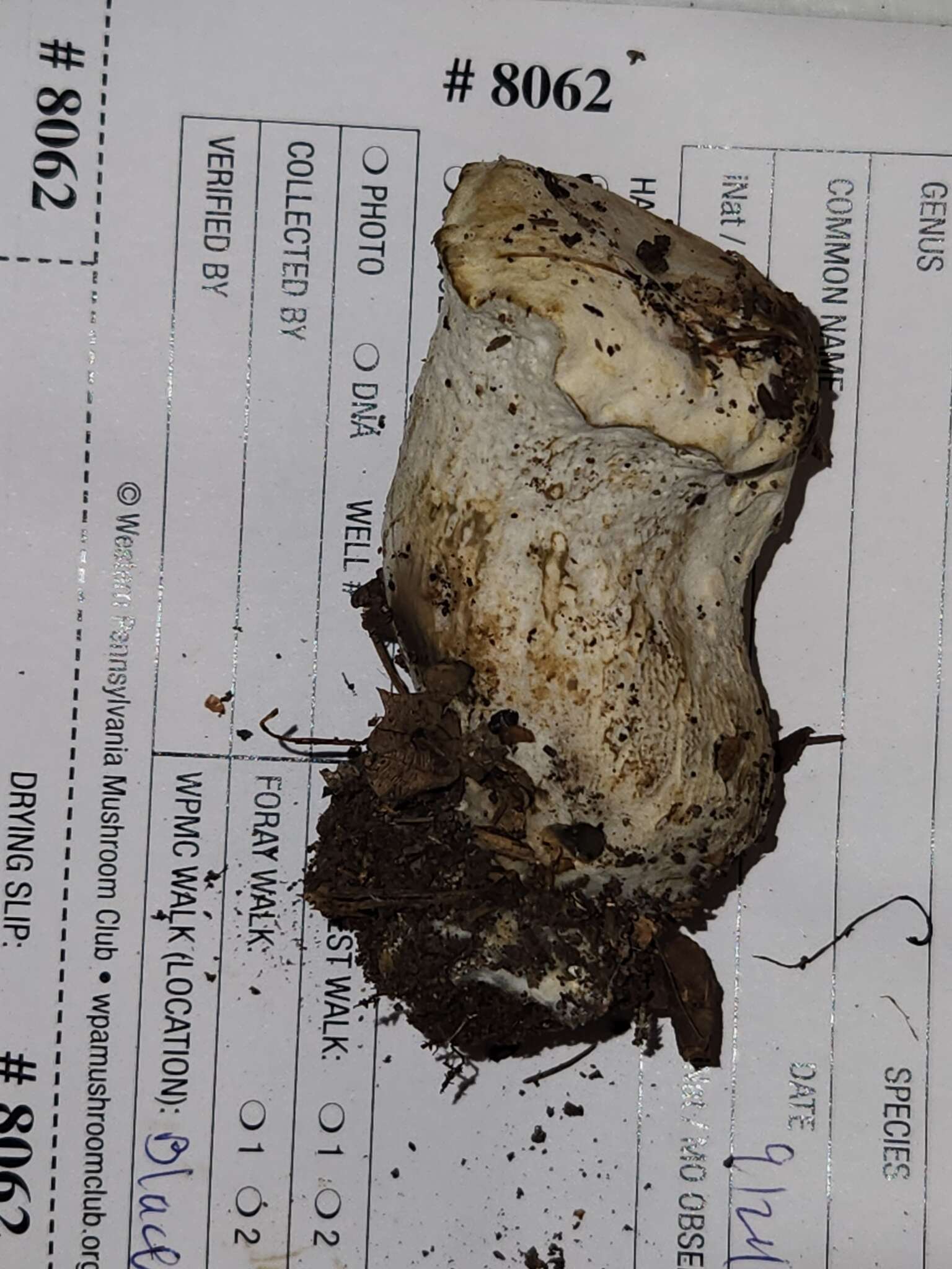 Image of Hypomyces chlorinigenus Rogerson & Samuels 1989