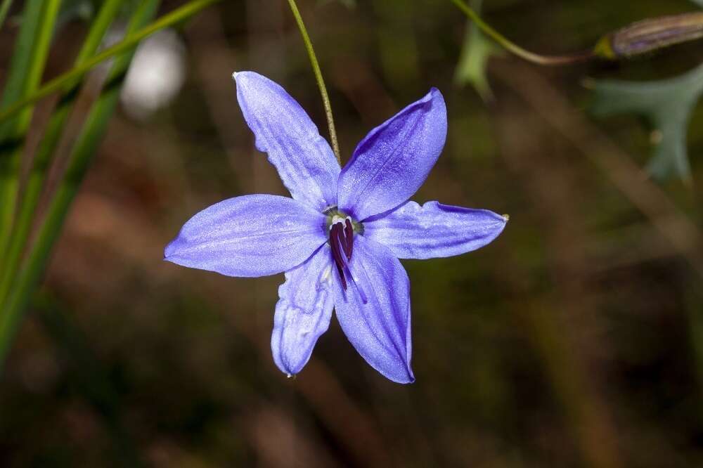 Image of Agrostocrinum hirsutum (Lindl.) Keighery