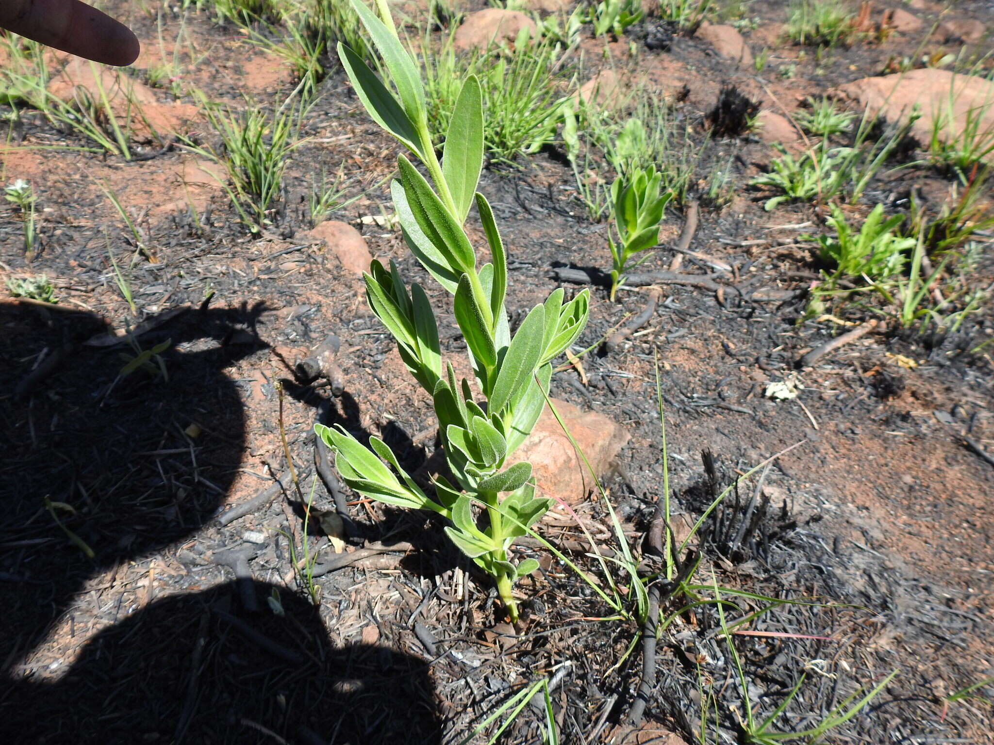 Image de Dimorphotheca spectabilis Schltr.