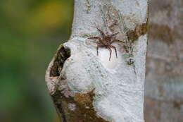 Image of Selenops nigromaculatus Keyserling 1880