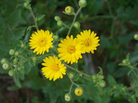 Image of Heterotheca subaxillaris subsp. latifolia (Buckley) Semple