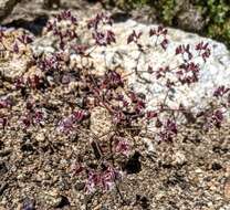 Image de Sidotheca emarginata (H. M. Hall) Reveal