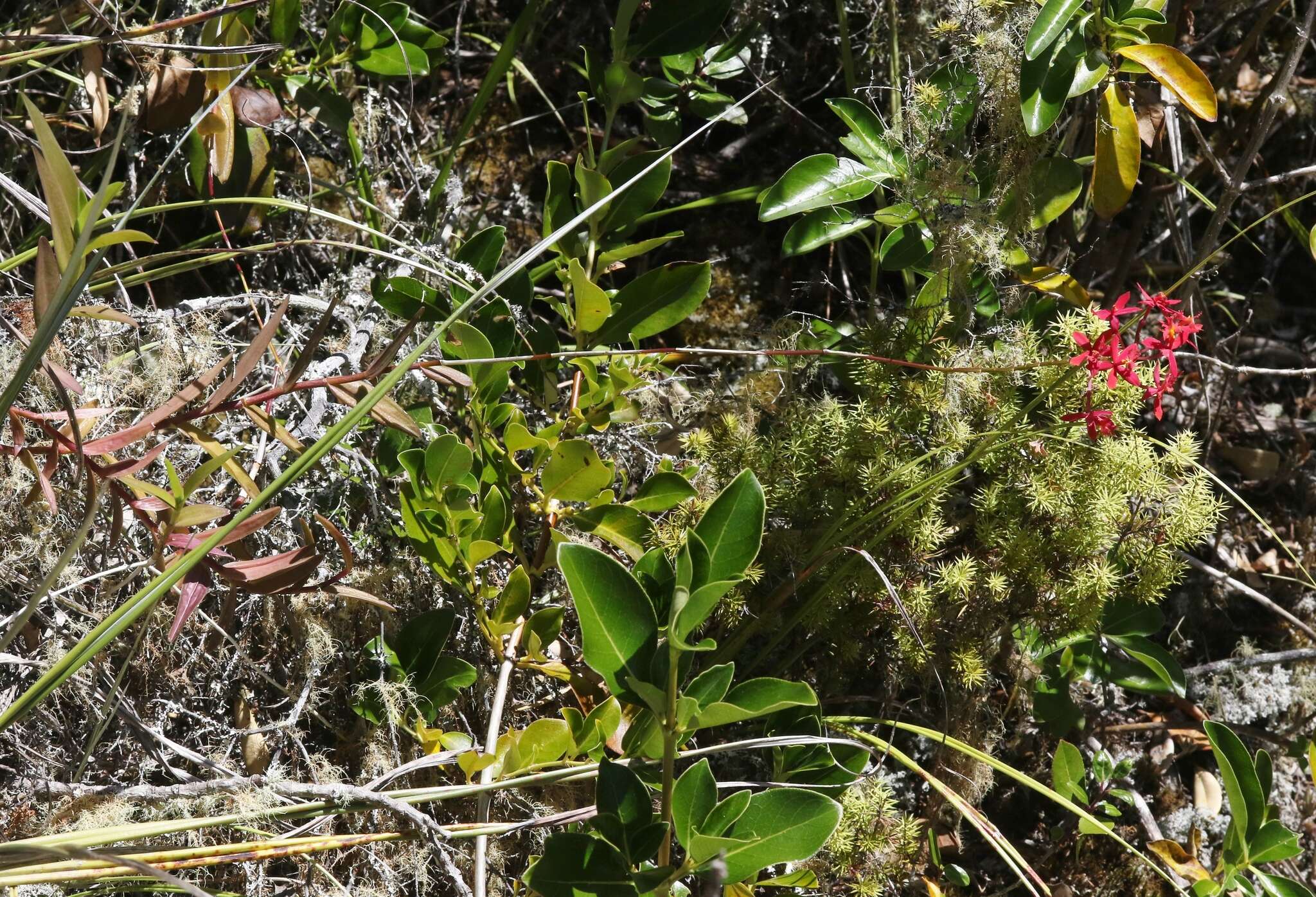 Plancia ëd Epidendrum obrienianum Rolfe