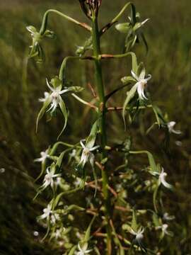 Image of Habenaria schimperiana Hochst. ex A. Rich.