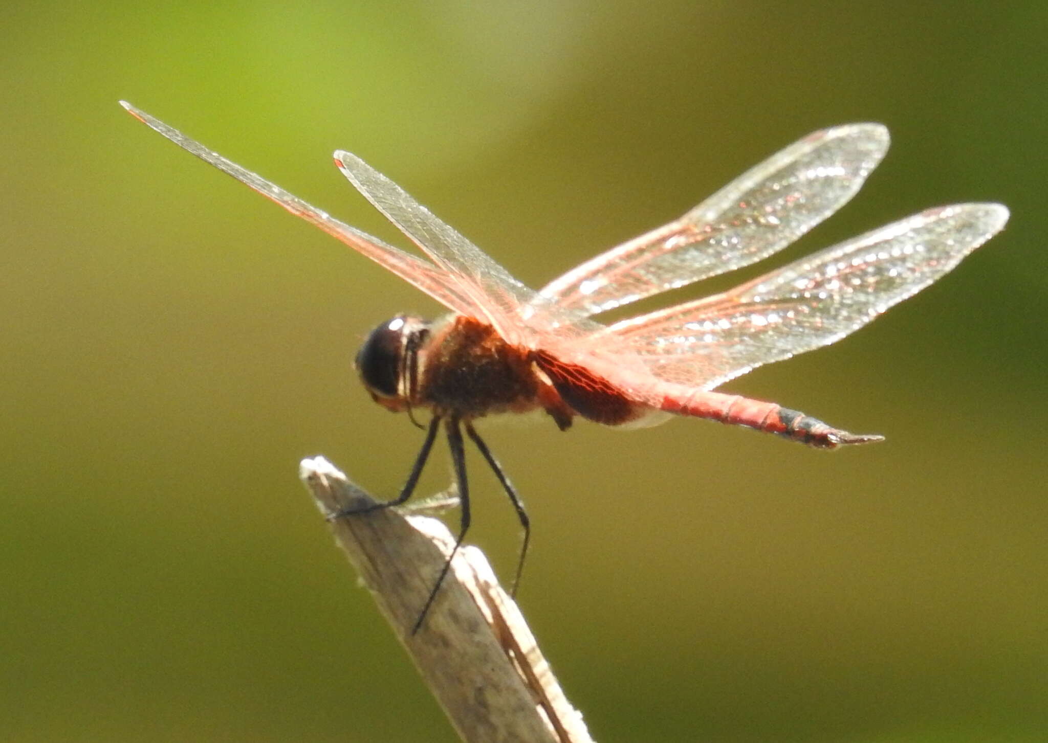 Imagem de <i>Tramea transmarina propinqua</i> Lieftinck 1942