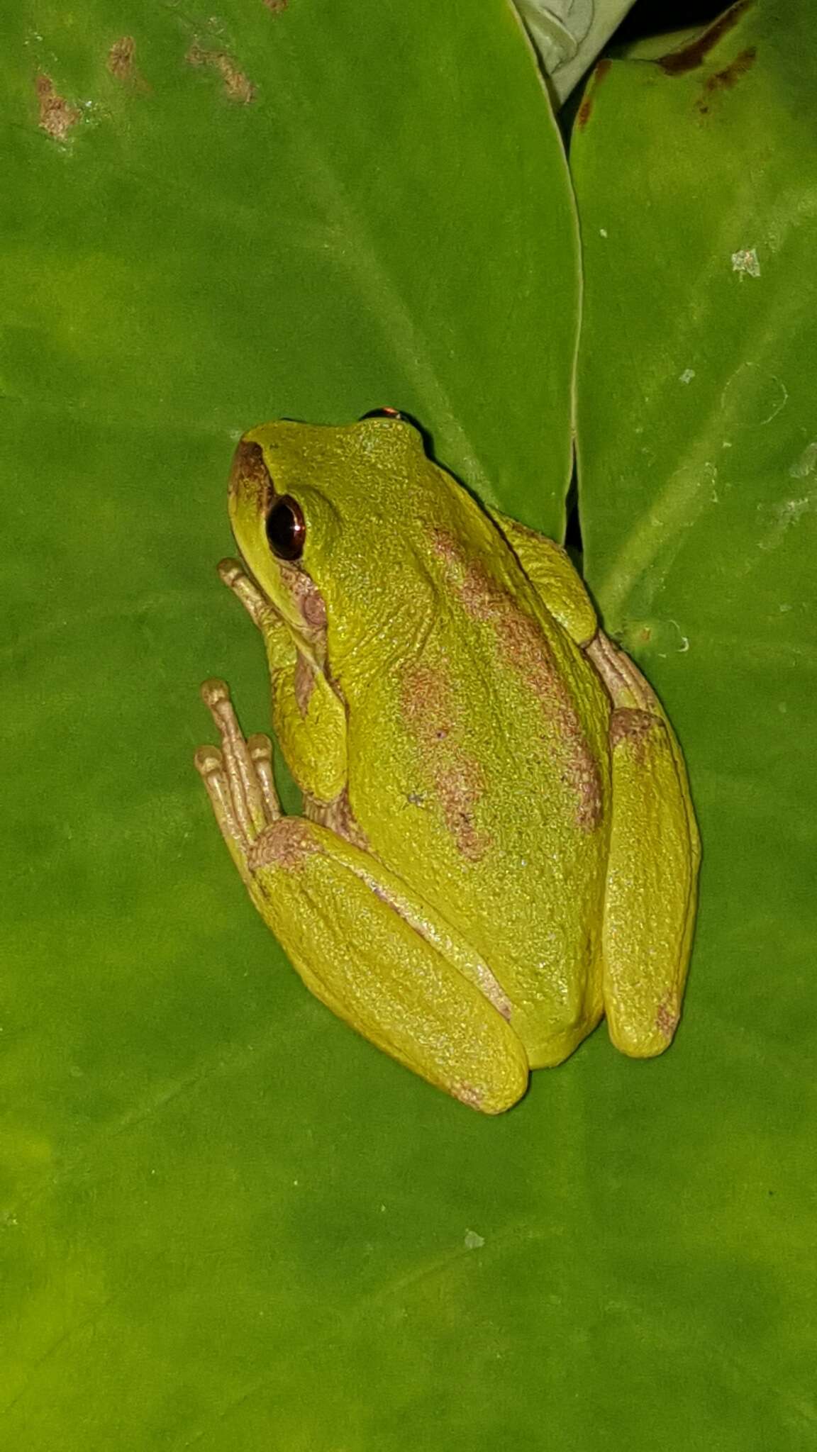 Imagem de Dendropsophus luddeckei Guarnizo, Escallón, Cannatella & Amézquita 2012