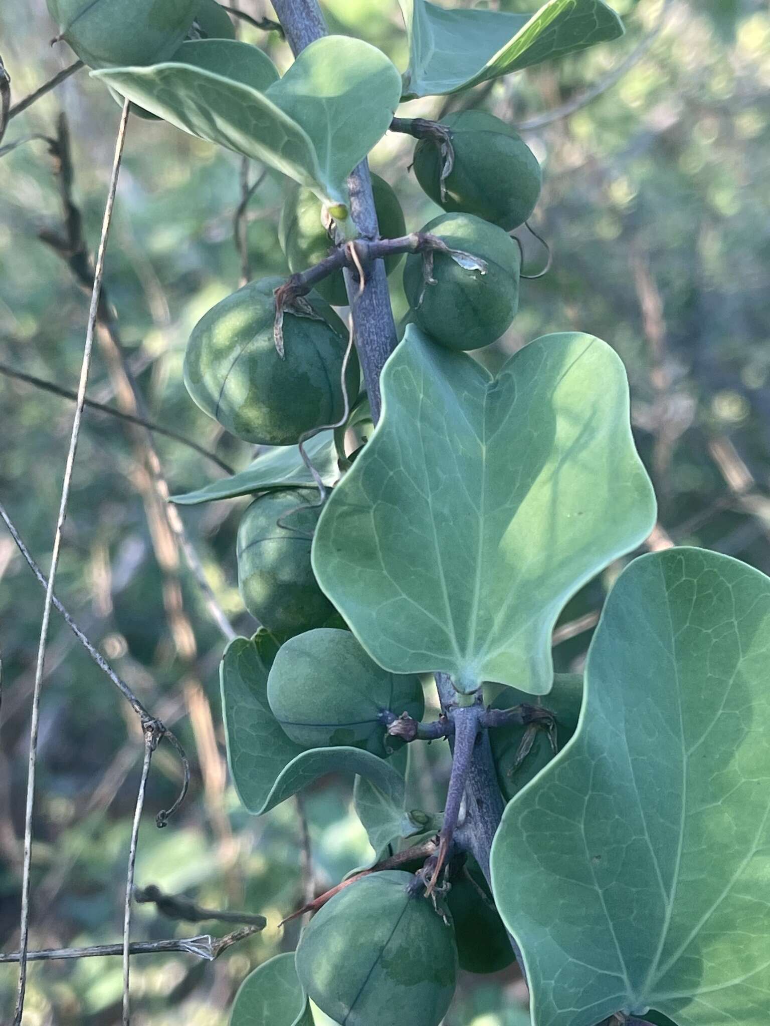 Imagem de Adenia spinosa Burtt Davy