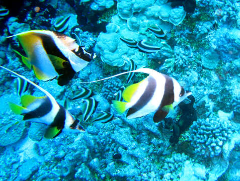 Image of Bannerfish