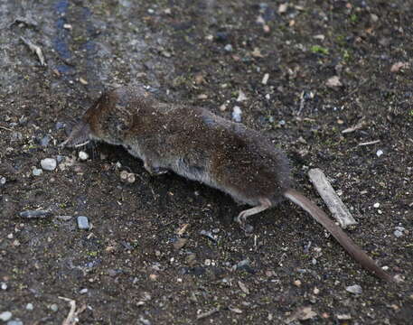 Image of Laxmann's Shrew