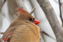 Imagem de Cardinalis cardinalis cardinalis (Linnaeus 1758)