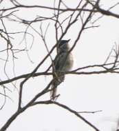 Image of Flycatcher-shrike