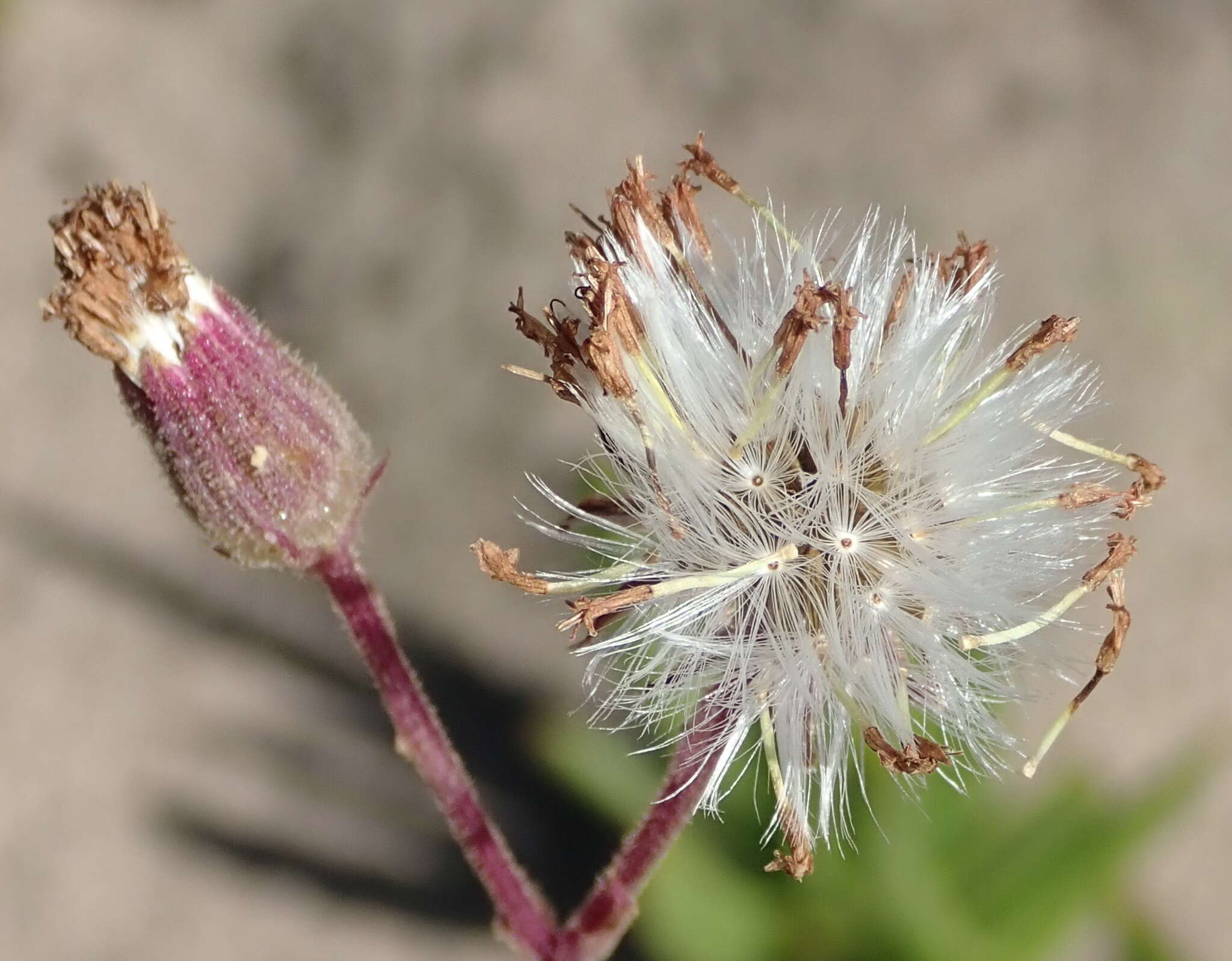 Plancia ëd Senecio purpureus L.