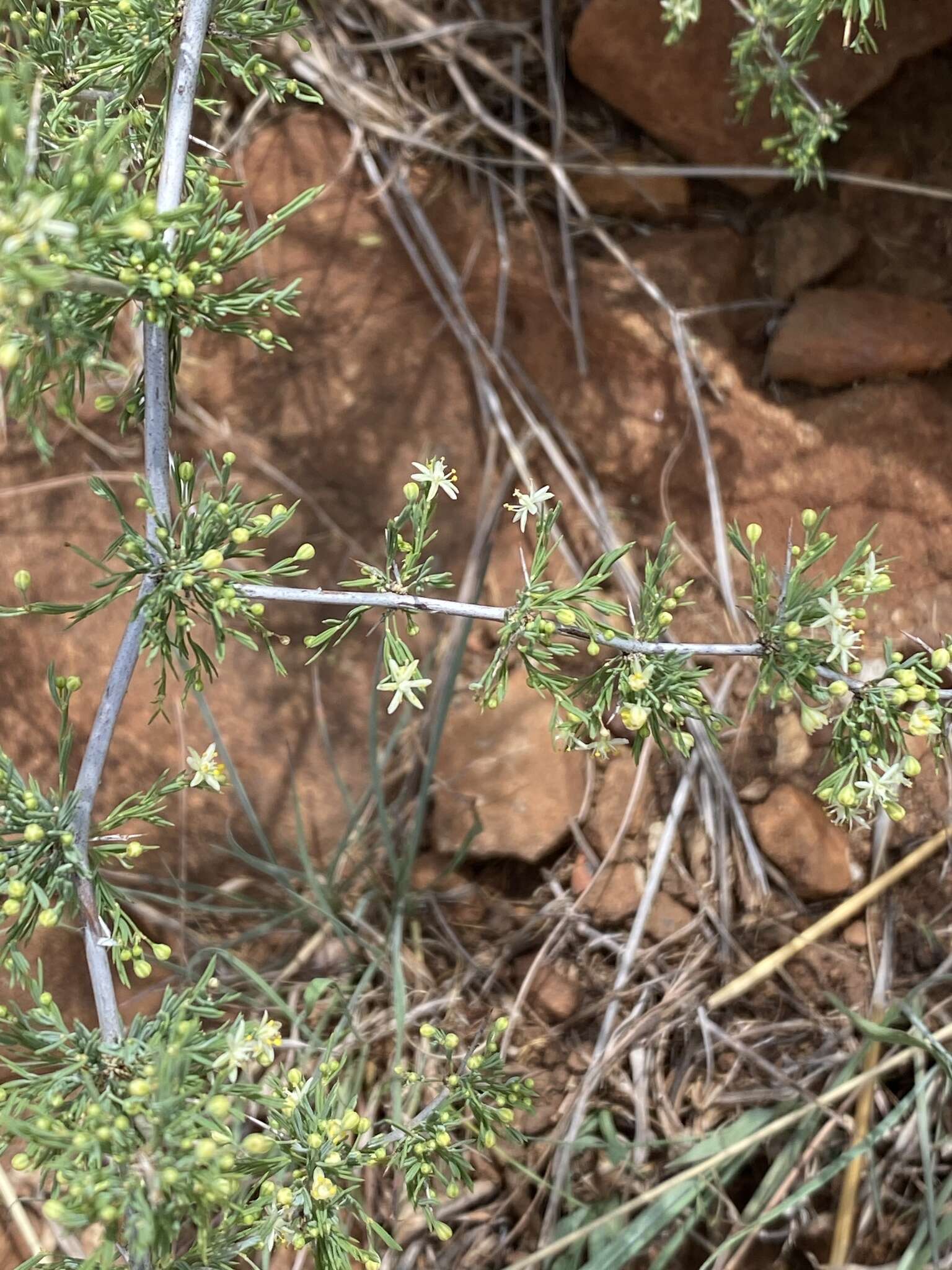 Слика од Asparagus spinescens Steud. ex Schult. & Schult. fil.