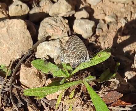 Image of <i>Leptotes <i>pirithous</i></i> pirithous