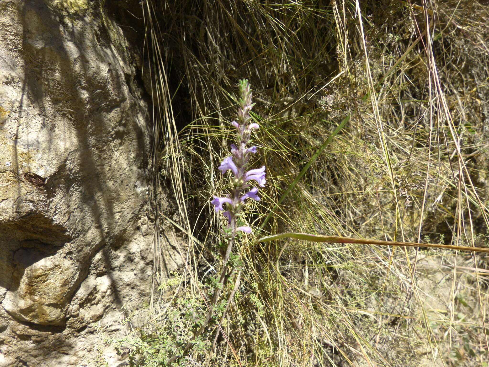 Clinopodium fasciculatum (Benth.) Govaerts的圖片