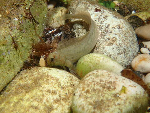 Image of Black Sea Blenny