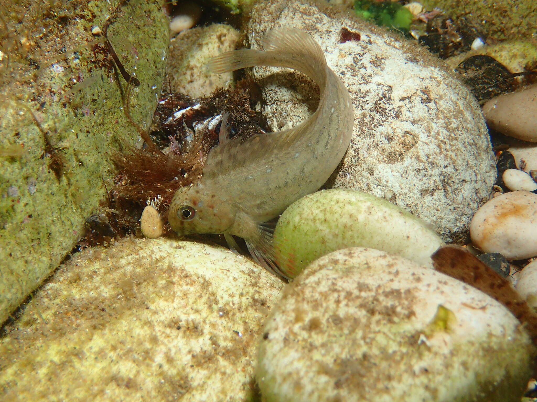 Image of Black Sea Blenny