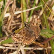 Image of dingy skipper