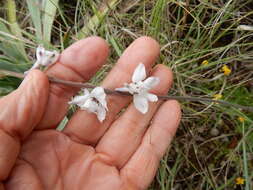 Delphinium carolinianum subsp. virescens (Nutt.) R. E. Brooks的圖片