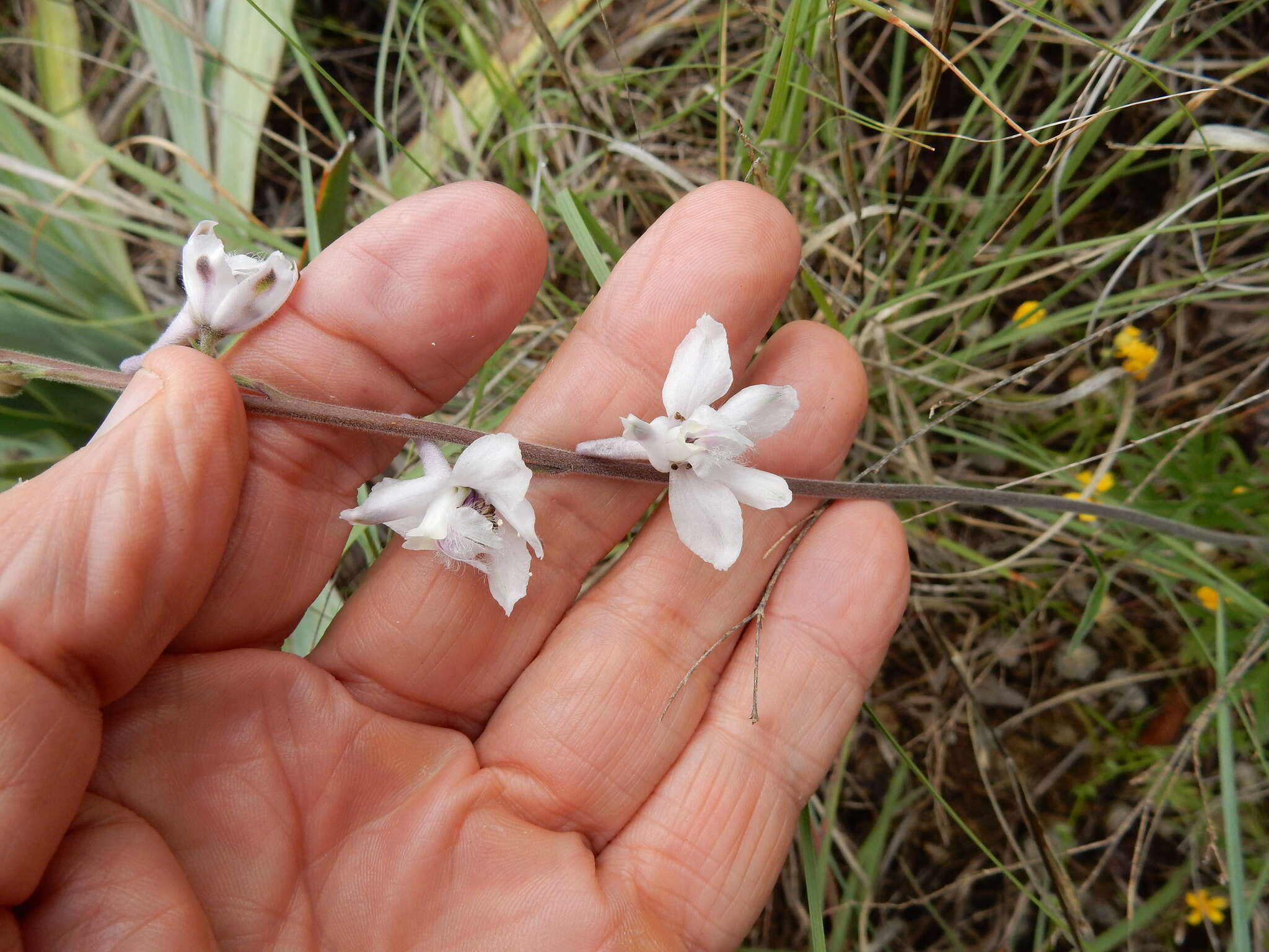 Delphinium carolinianum subsp. virescens (Nutt.) R. E. Brooks的圖片