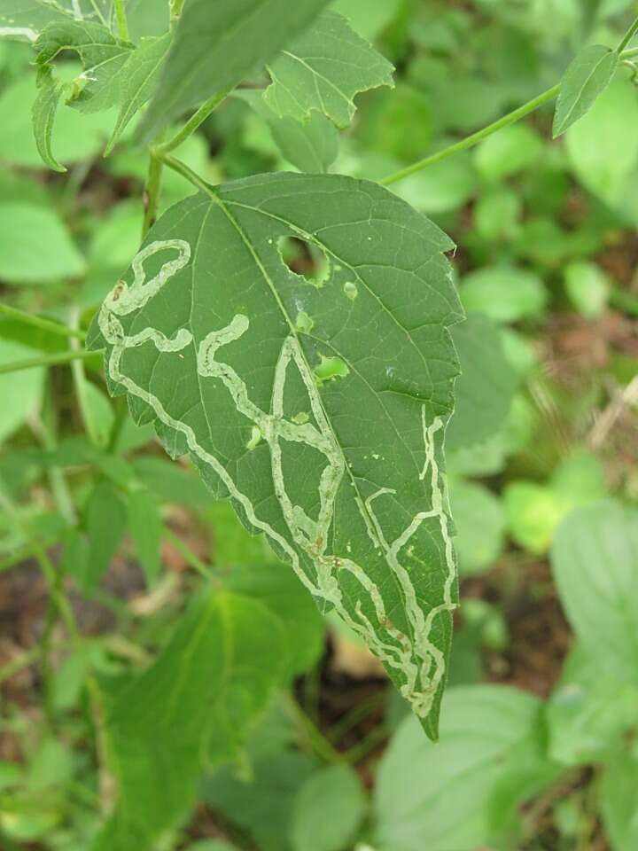 Image of Liriomyza eupatoriella Spencer 1986