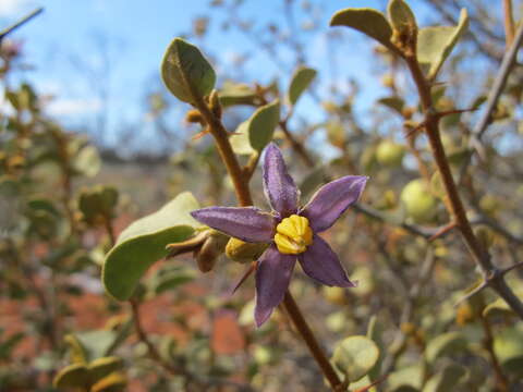 Image of Solanum orbiculatum Dun.
