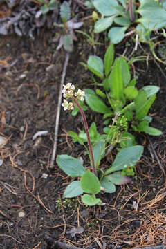 Image of Mountain Pseudosaxifrage