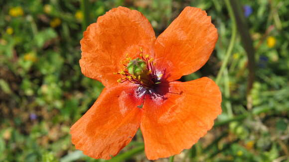 Image of Mediterranean Poppy