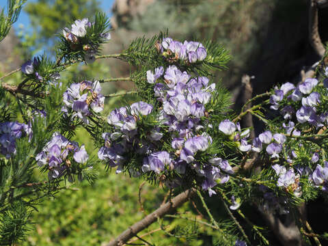 Image de Psoralea intonsa