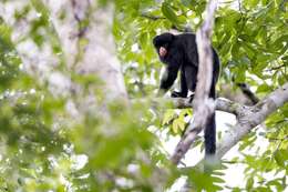 Image of Red-nosed Bearded Saki