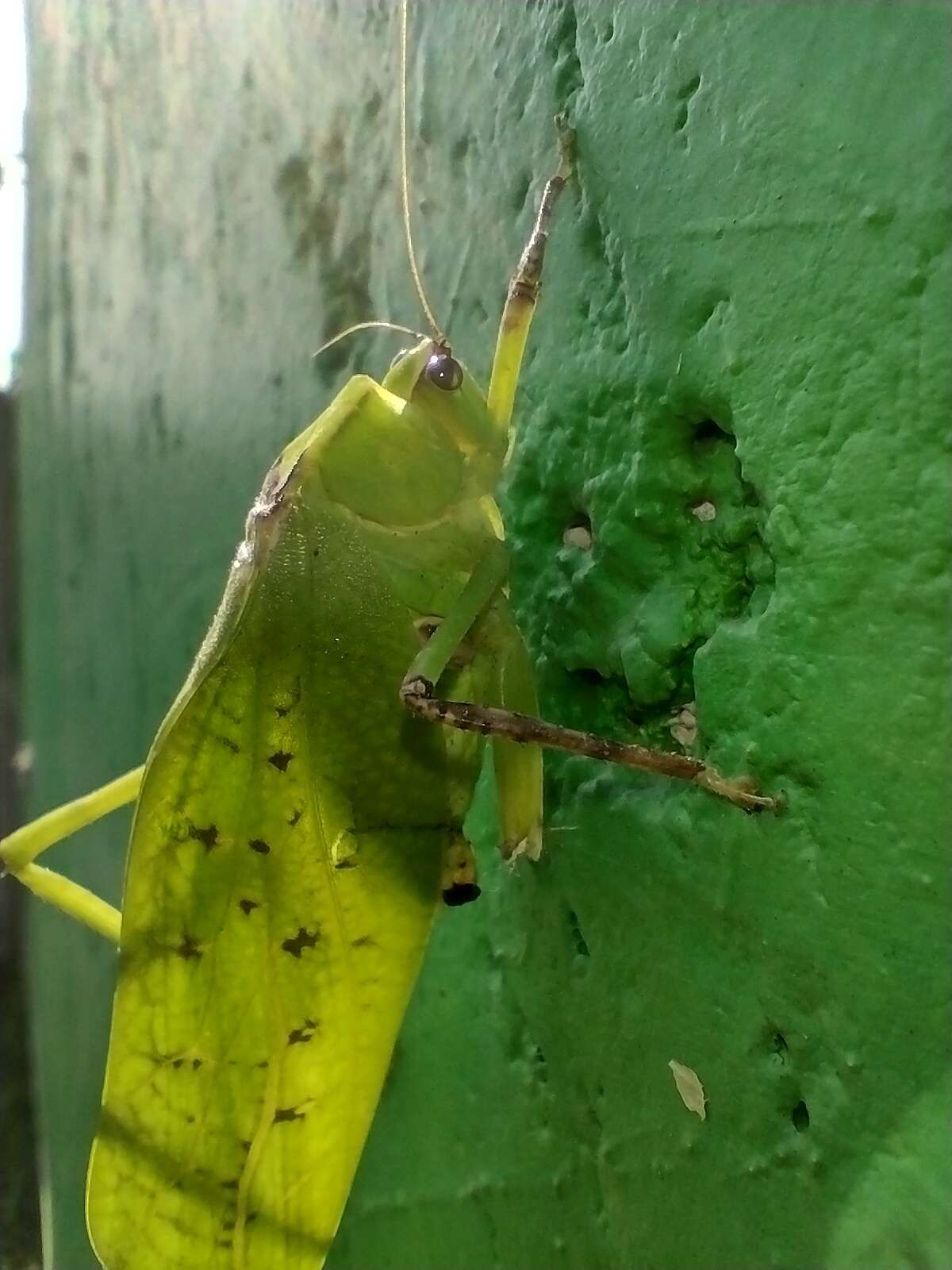 Слика од Stilpnochlora thoracica (Serville 1831)