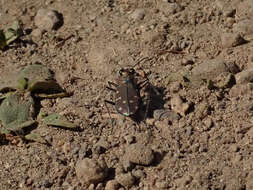 Plancia ëd Cicindela (Cicindela) oregona oregona Le Conte 1856