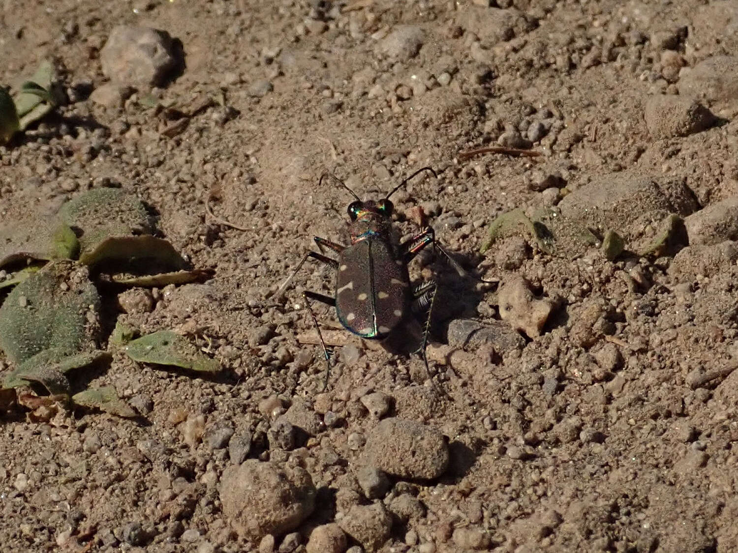 Plancia ëd Cicindela (Cicindela) oregona oregona Le Conte 1856