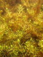 Image of Dwarf Bladderwort