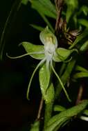 Image of Habenaria crassicornis Lindl.