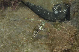 Image of Clouded rainbow fish