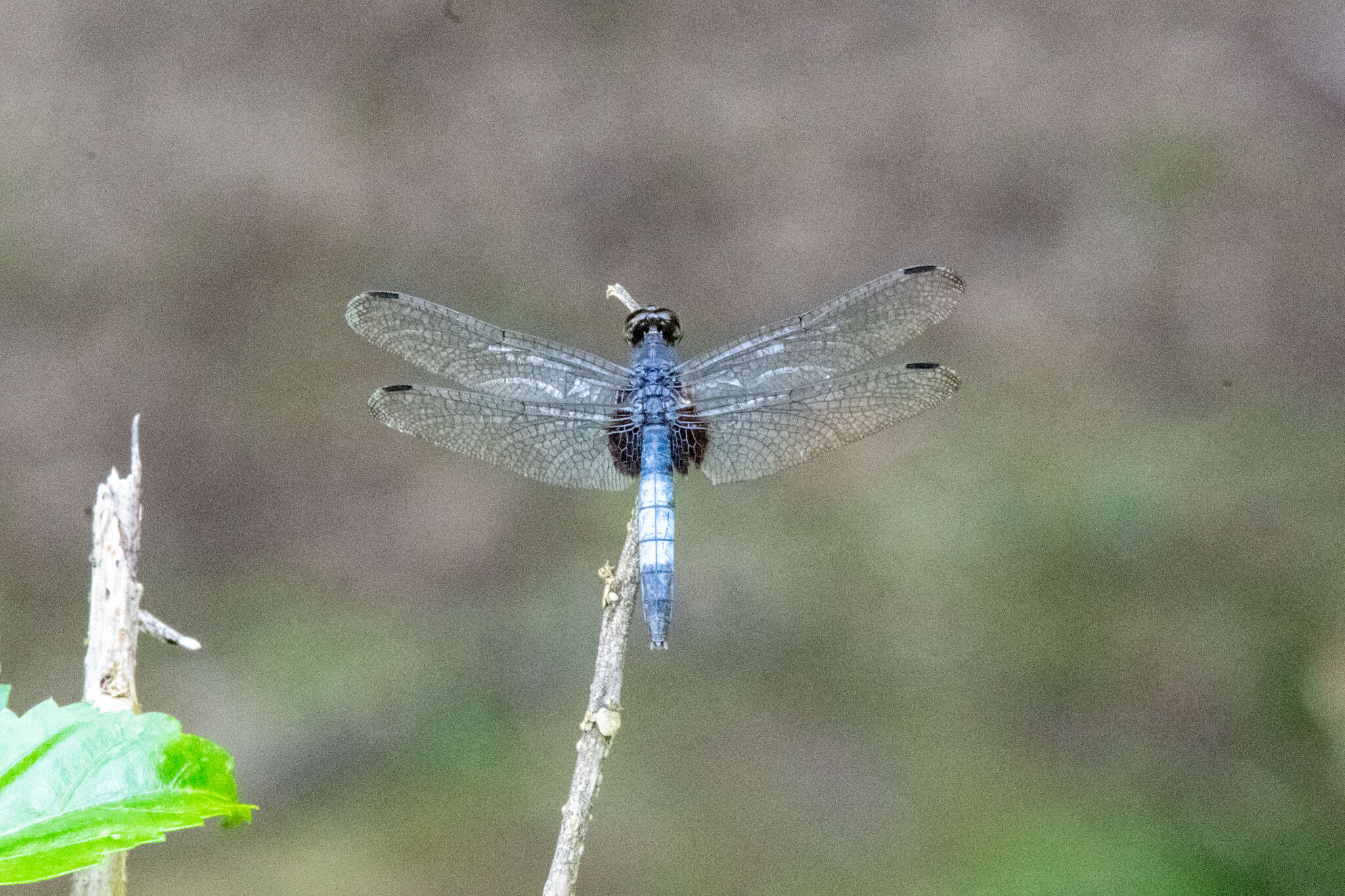 Слика од Erythrodiplax unimaculata (De Geer 1773)