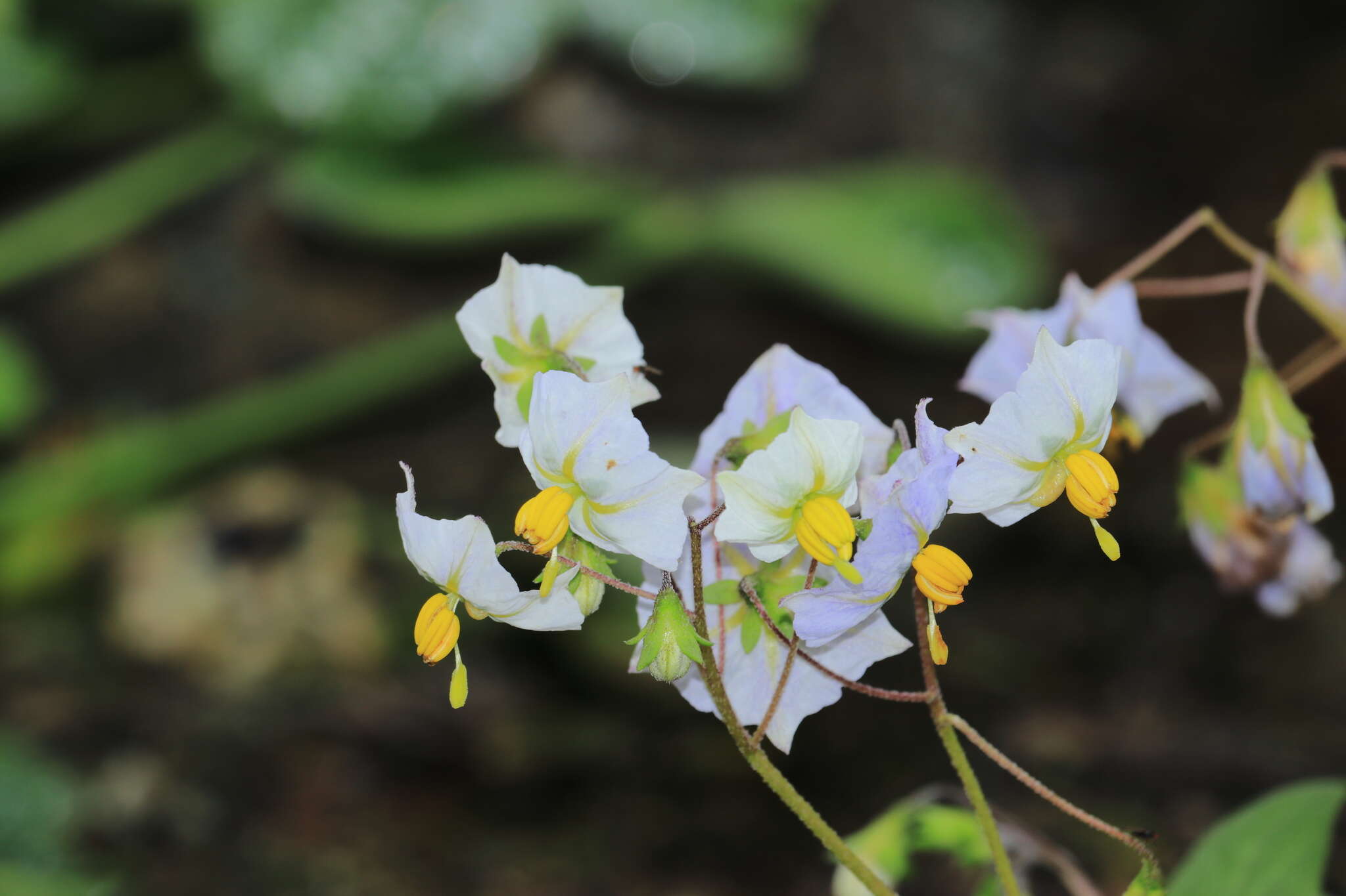 Image of Solanum montanum L.