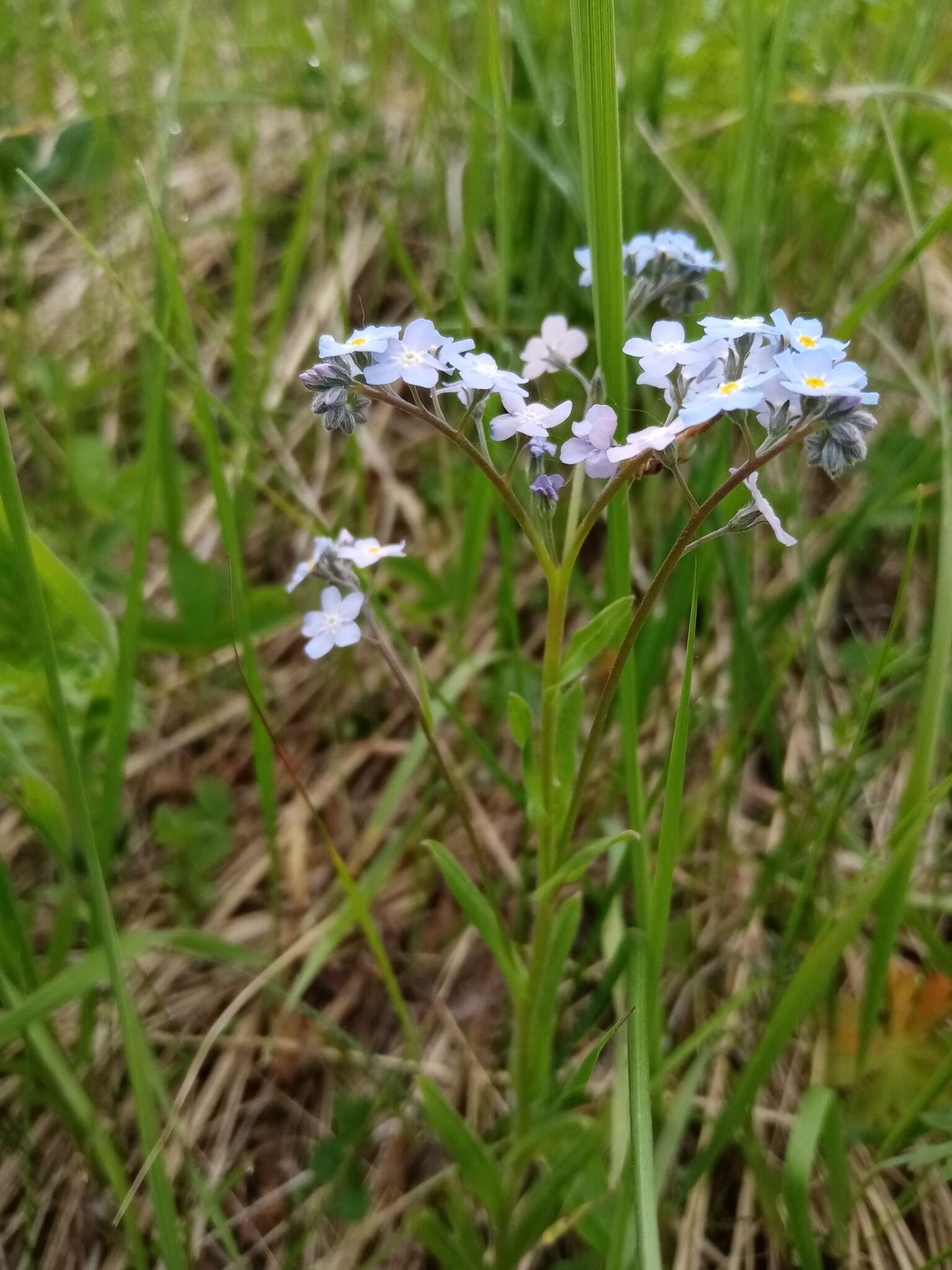 Image of Myosotis popovii Dobroc.