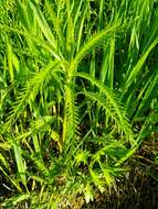 Achillea ptarmicoides Maxim. resmi